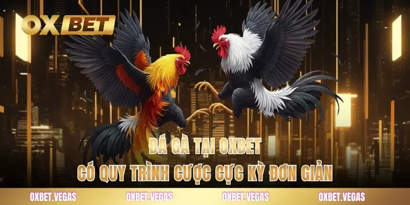 Đá Gà 4 Đá gà tại OXBET có quy trình cược cực kỳ đơn giản